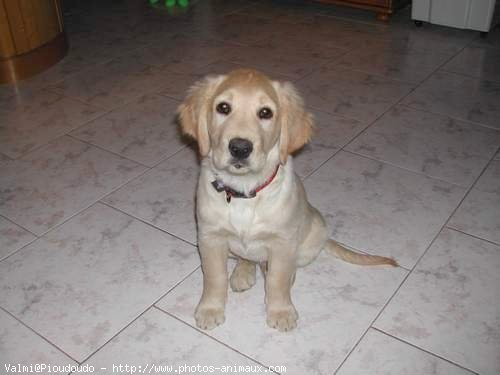 Photo de Golden retriever