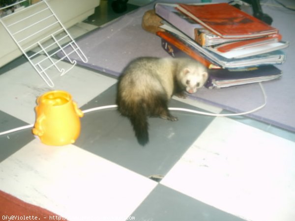 Photo de Furet