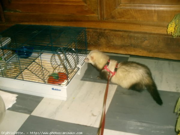 Photo de Furet