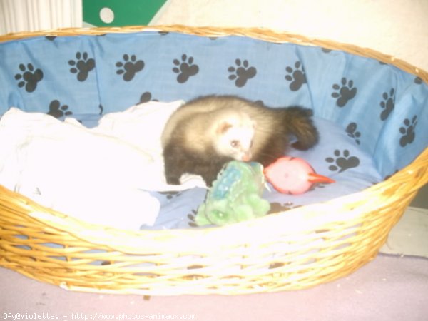 Photo de Furet