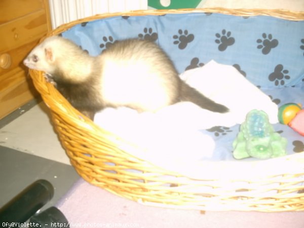 Photo de Furet