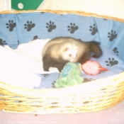 Photo de Furet