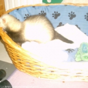 Photo de Furet