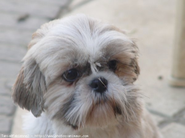 Photo de Shih tzu