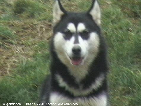 Photo de Husky siberien