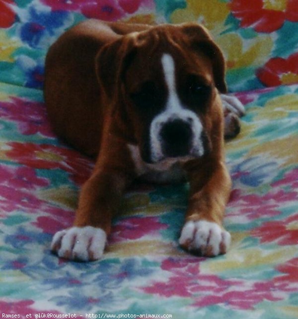 Photo de Boxer