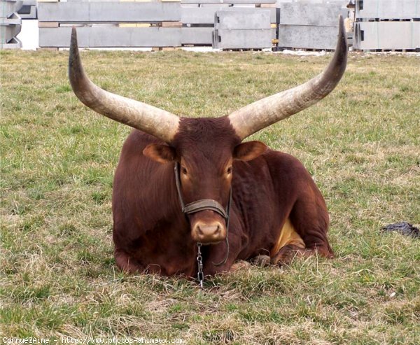 Photo de Watusi