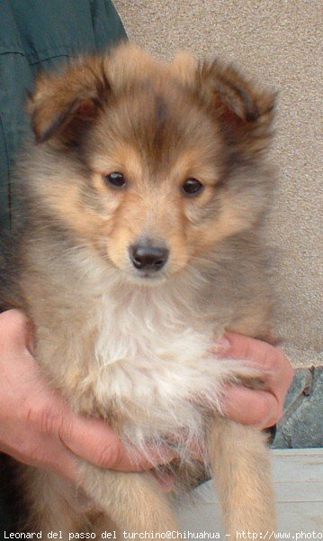 Photo de Chien de berger des shetland