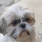 Photo de Shih tzu