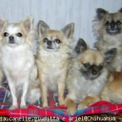 Photo de Chihuahua  poil court