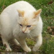 Photo de Races diffrentes