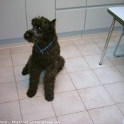 Photo de Bouvier des flandres