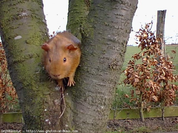 Photo de Cochon d'inde