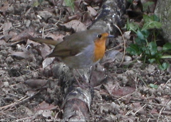 Photo de Rouge gorge