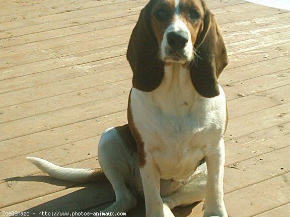 Photo de Basset hound