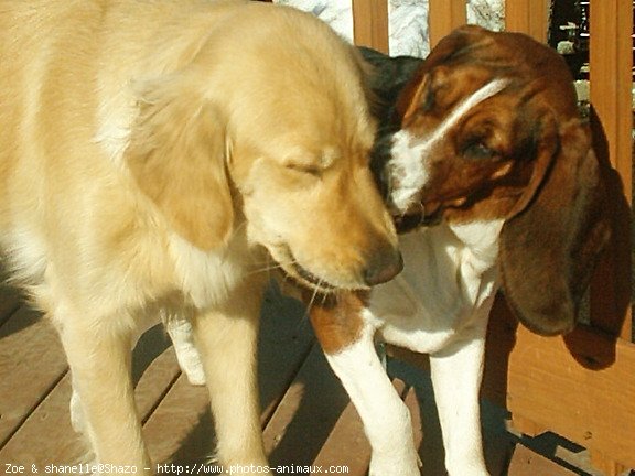 Photo de Races diffrentes