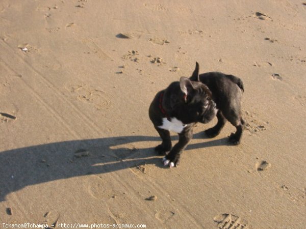 Photo de Bouledogue franais