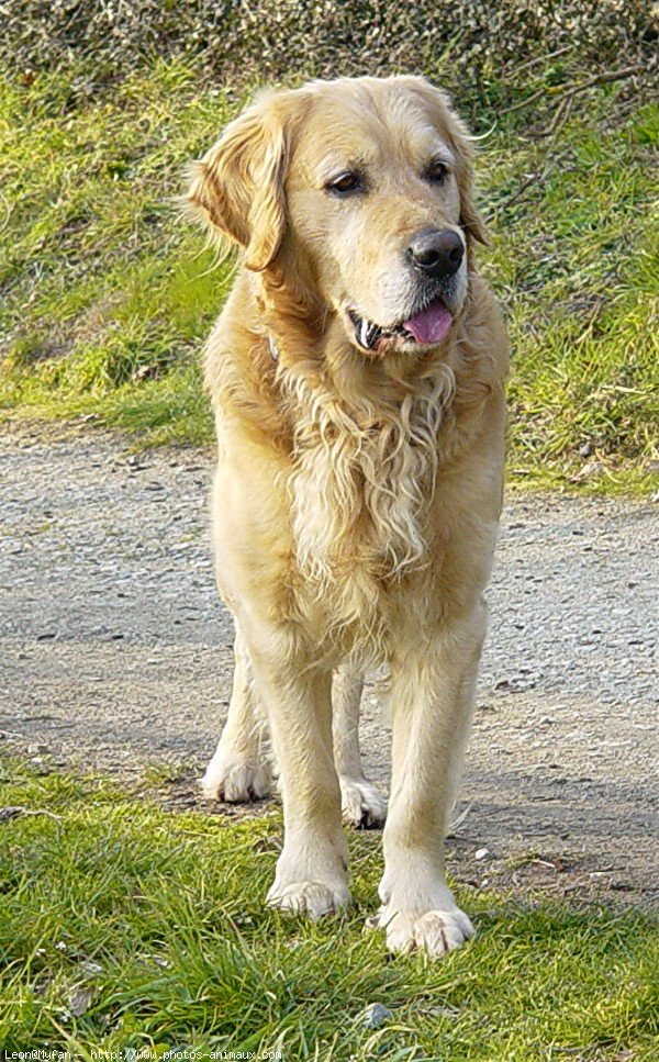 Photo de Golden retriever