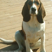 Photo de Basset hound