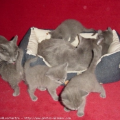 Photo de Chartreux