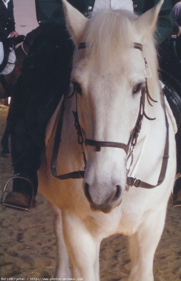 Photo de Camargue