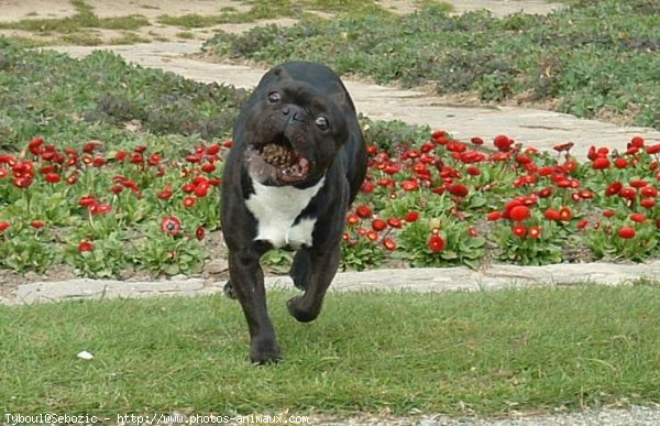 Photo de Bouledogue franais