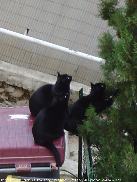 Photo de Chat domestique