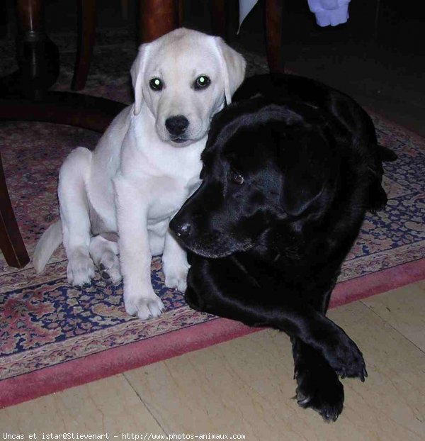 Photo de Labrador retriever