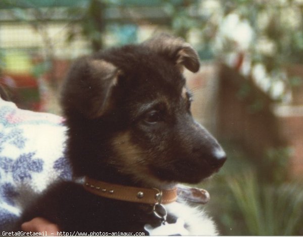 Photo de Berger allemand  poil court