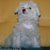 Photo de Bichon maltais