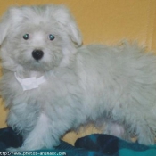 Photo de Bichon maltais