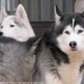 Photo de Husky siberien