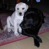 Photo de Labrador retriever