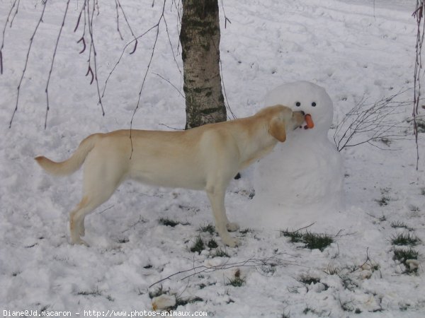 Photo de Labrador retriever