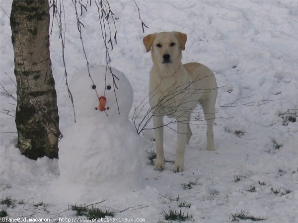 Photo de Labrador retriever