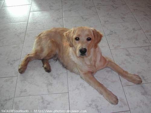 Photo de Golden retriever