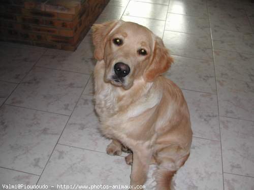 Photo de Golden retriever