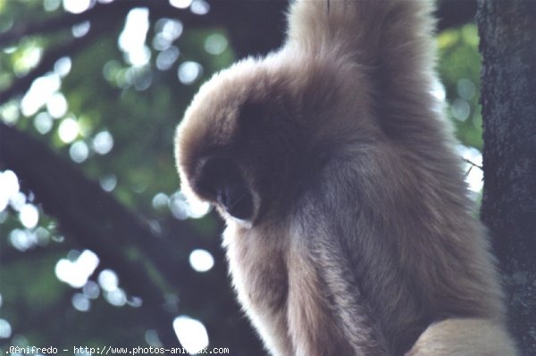 Photo de Singe