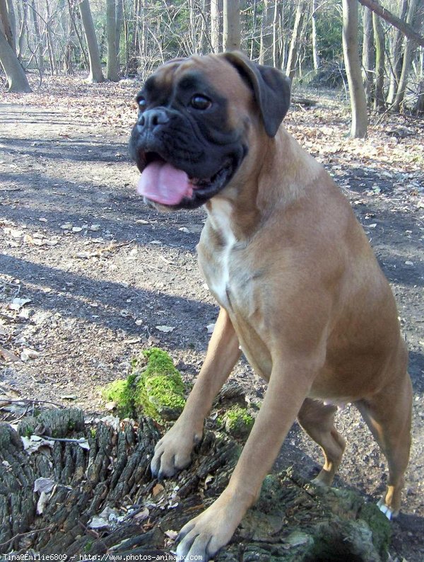 Photo de Boxer