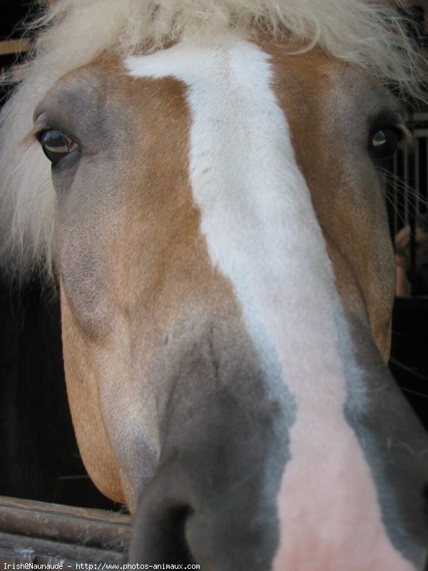 Photo de Haflinger