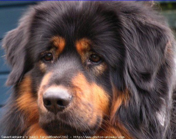 Photo de Dogue du tibet