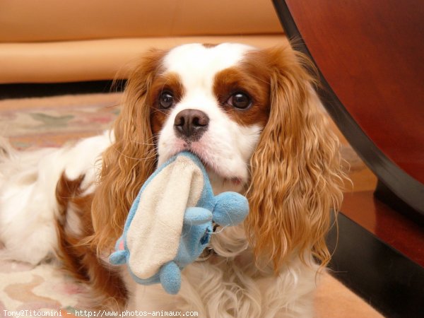 Photo de Cavalier king charles spaniel