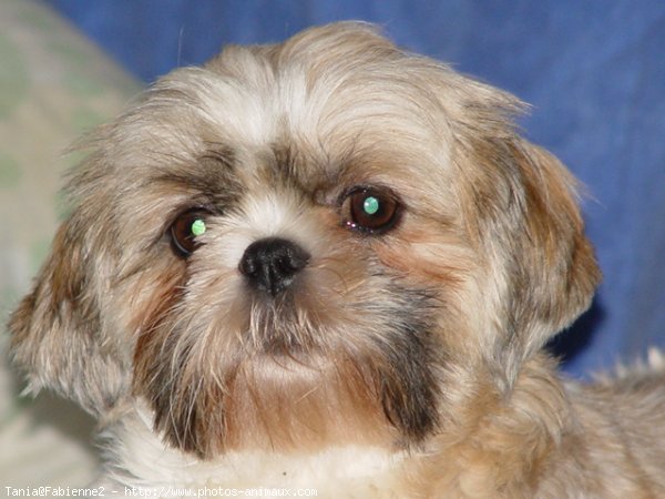 Photo de Shih tzu