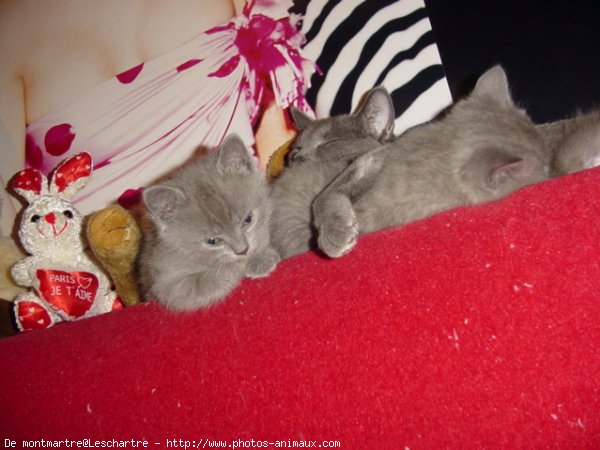 Photo de Chartreux