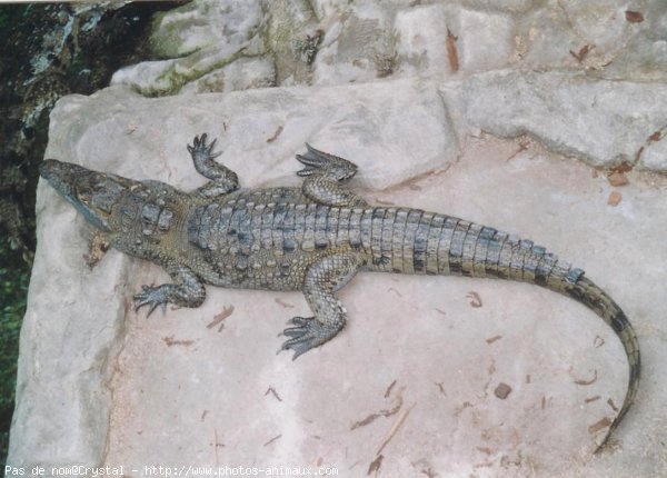 Photo de Crocodile