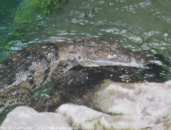 Photo de Crocodile