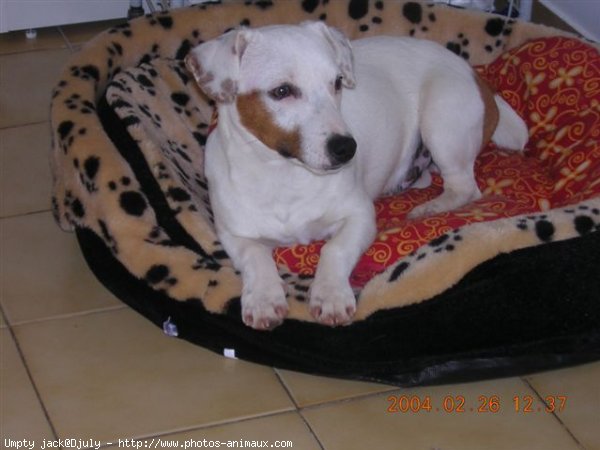 Photo de Jack russell terrier