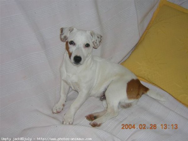 Photo de Jack russell terrier