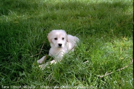 Photo de Golden retriever