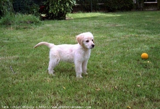 Photo de Golden retriever